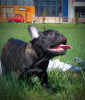 Photo №4. I will sell non-pedigree dogs in the city of Bobruisk. private announcement, breeder - price - 650$