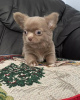 Photo №3. Teacup chihuahua puppies. United States