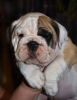 Additional photos: English bulldog