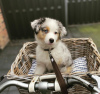 Photo №1. australian shepherd - for sale in the city of Klaipėda | 370$ | Announcement № 127602