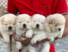 Photo №1. chow chow - for sale in the city of Сало | negotiated | Announcement № 54793