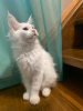 Photo №2 to announcement № 8254 for the sale of maine coon - buy in Russian Federation from nursery