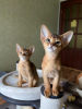Photo №4. I will sell abyssinian cat in the city of Minsk. from nursery, breeder - price - 302$