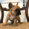 Photo №4. I will sell french bulldog in the city of Hagen. private announcement - price - 370$