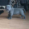 Photo №1. staffordshire bull terrier - for sale in the city of Perth | 946$ | Announcement № 11837