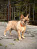 Photo №3. Marbled and brindle French Bulldogs. Kazakhstan