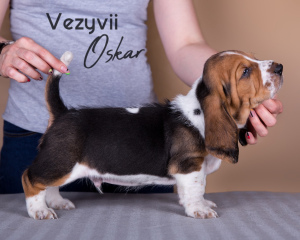 Photo №2 to announcement № 3171 for the sale of basset hound - buy in Russian Federation from nursery