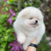 Photo №4. I will sell pomeranian in the city of Cochem. private announcement - price - 380$