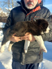 Photo №3. Promising puppies CAO (alabay). Belarus