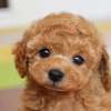Photo №1. poodle (toy) - for sale in the city of Zinkgruvan | negotiated | Announcement № 48031
