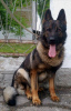 Photo №2 to announcement № 30116 for the sale of german shepherd - buy in Moldova private announcement