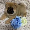 Photo №1. chow chow - for sale in the city of Ньюарк | 500$ | Announcement № 43294