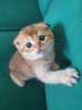 Photo №3. Trained Scottish fold kittens for adoption with a documents. Germany