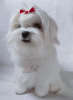 Photo №1. maltese dog - for sale in the city of Kiev | 800$ | Announcement № 18116