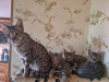 Photo №2 to announcement № 118537 for the sale of savannah cat - buy in Estonia breeder