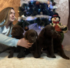 Photo №4. I will sell labrador retriever in the city of Belgrade.  - price - negotiated