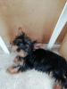 Photo №4. I will sell beaver yorkshire terrier, yorkshire terrier in the city of Tallinn. private announcement, from nursery, breeder - price - 475$