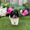 Photo №2 to announcement № 45703 for the sale of dachshund - buy in Colombia private announcement