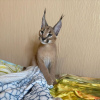 Photo №3. caracal kat te koop 20% korting op de prijs. Northern Mariana Islands