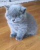 Photo №2 to announcement № 123156 for the sale of chartreux - buy in France breeder