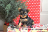 Photo №3. Yorkshire Puppies For Sale. Germany