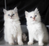 Photo №1. ragdoll - for sale in the city of Nuremberg | 264$ | Announcement № 123371