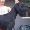 Additional photos: I SELL GIANT SCHNAUZER MALE WITH PEDIGREE