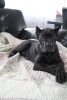 Photo №4. I will sell cane corso in the city of Brest. private announcement - price - 240$