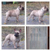 Photo №1. french bulldog - for sale in the city of Werbass | Is free | Announcement № 76011