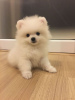 Photo №2 to announcement № 11033 for the sale of pomeranian - buy in Swaziland private announcement