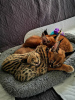Photo №3. Serval and Savannah Kittens and Caracal Registered. Poland