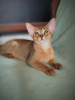 Photo №1. abyssinian cat - for sale in the city of Minsk | negotiated | Announcement № 11555
