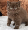 Photo №2 to announcement № 108932 for the sale of british shorthair - buy in Germany breeder