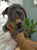 Photo №4. I will sell american bully in the city of Kishinev. breeder - price - 1057$