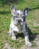 Photo №2 to announcement № 97806 for the sale of non-pedigree dogs - buy in Germany private announcement
