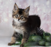 Additional photos: caracal and caracat kittens available