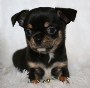 Photo №2 to announcement № 4552 for the sale of chihuahua - buy in Russian Federation breeder