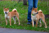 Additional photos: Shiba Inu puppies