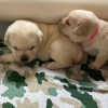 Photo №3. A GOLDEN LABRADOR PUPPY. New Zealand