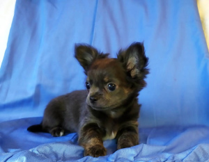 Additional photos: Chihuahua. Puppies