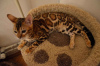 Photo №3. Purebred beautiful bengal kittens. Russian Federation