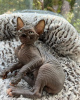 Photo №2 to announcement № 93333 for the sale of sphynx cat - buy in United States private announcement