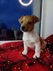 Additional photos: Jack Russell Terrier puppies