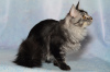 Photo №3. Maine Coon grown up. Russian Federation