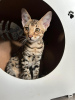 Photo №1. savannah cat - for sale in the city of Москва | 5283$ | Announcement № 62445