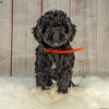 Additional photos: Stunning Goldendoodle Puppies