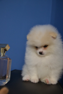 Photo №2 to announcement № 301 for the sale of pomeranian - buy in Belarus private announcement, from nursery, breeder
