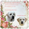 Photo №1. labrador retriever - for sale in the city of Kiev | negotiated | Announcement № 21303