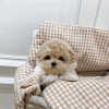 Photo №3. Maltipoo puppies looking for a new home Business WhatsApp 37256062792. Finland