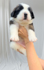 Photo №3. Saint Bernard puppies. Belarus